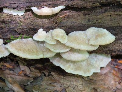 White Cheese Polypore Fungus