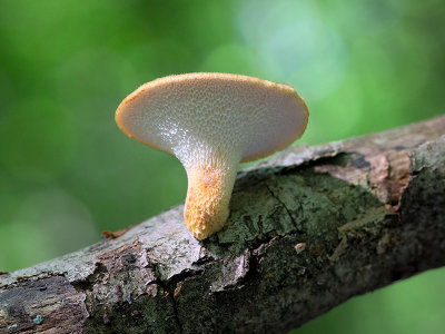 Hexagonal-pored Polypore Mushroom