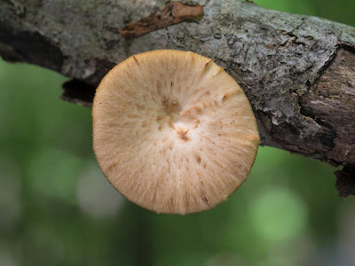 Hexagonal-pored Polypore Mushroom