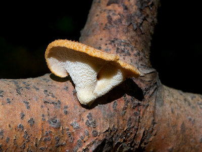 Hexagonal-pored Polypore Mushroom