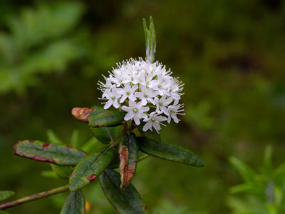 Labrador Tea