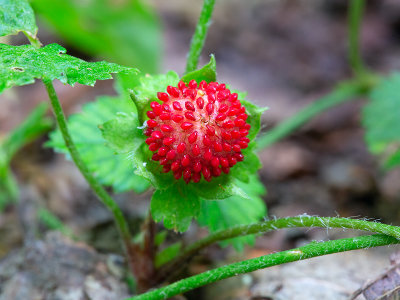 Mock Strawberry