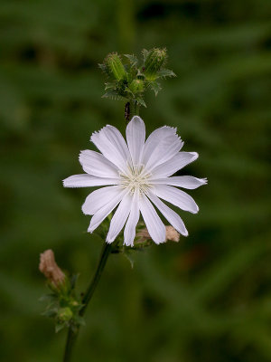 Chicory -- White Form