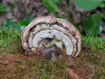 Artist's Conk Mushroom