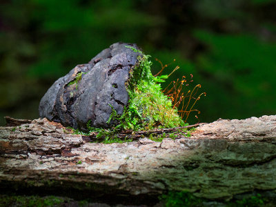 Aging Tinder Polypore Covered in Moss