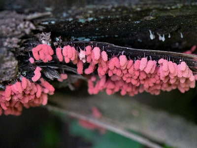 Carnival Candy Slime Mold