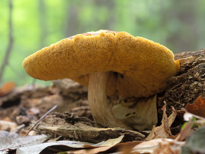 Ornate-stalked Bolete Mushroom
