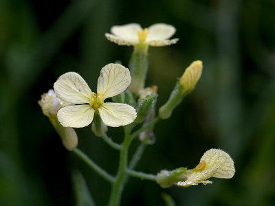 Wild Radish