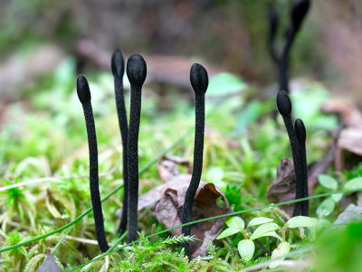 Velvety Earth Tongue Fungus