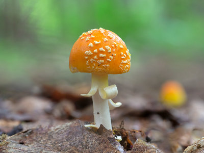 Yellow-orange Fly Agaric Mushroom