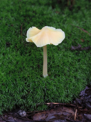 Straight-stalked Entoloma Mushroom