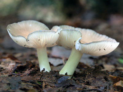 Snowy Waxcap Mushrooms