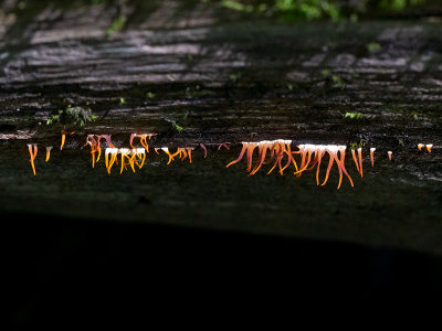 Small Stagshorn Fungus