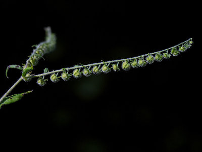 Virginia Stickseed Fruit