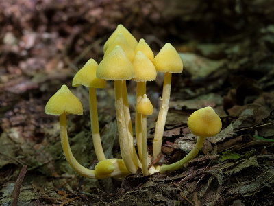 Yellow Unicorn Entoloma Mushrooms