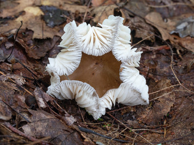 Eastern American Platterful Mushroom