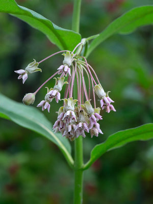 Poke Milkweed