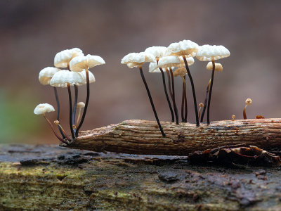 Collared Parachute Mushrooms