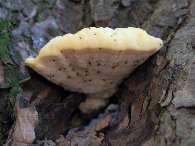 Mossy Maple Polypore Fungus