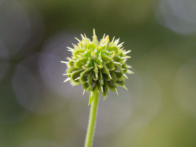 Wingstem Fruit