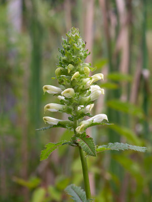 Swamp Lousewort