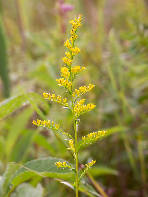 Swamp Goldenrod