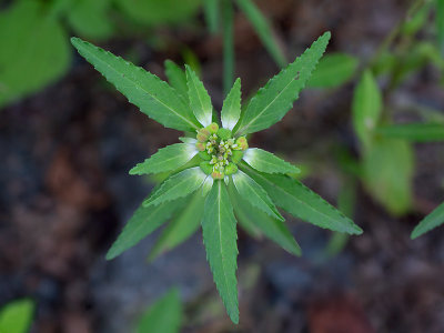 Toothed Spurge