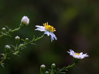 Small White Aster