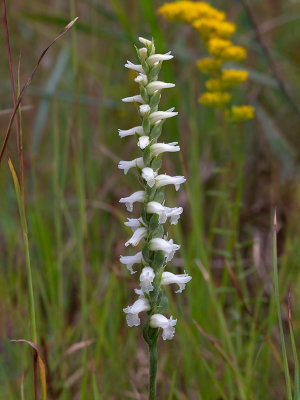 Nodding Ladies'-tresses and Yellow Ladies'-tresses Hybrid