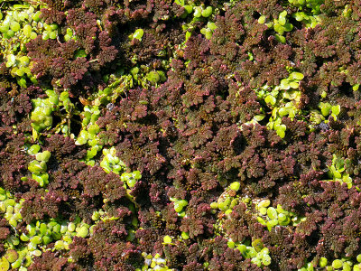 Eastern Mosquito Fern