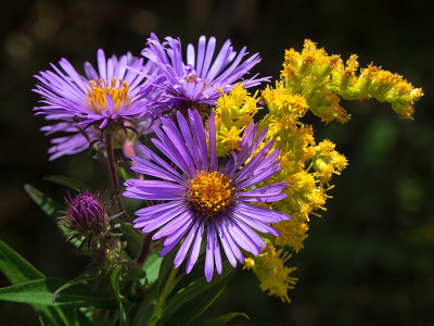 New England Aster