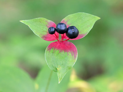 Indian Cucumber Root