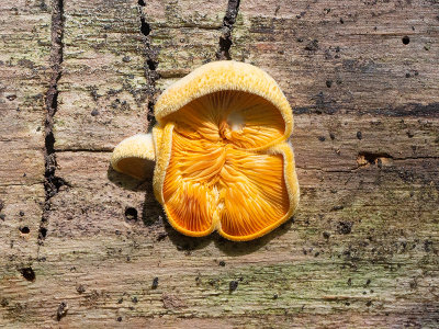 Orange Mock Oyster Mushrooms