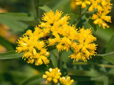 Lance-leaved Goldenrod