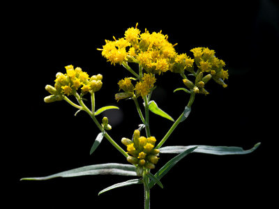 Lance-leaved Goldenrod