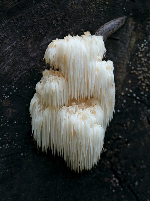 Bear's Head Tooth Mushroom