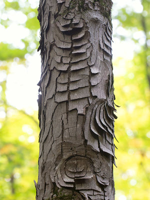 Target Canker on Red Maple