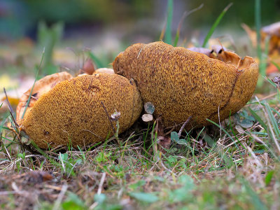 Larch Bolete