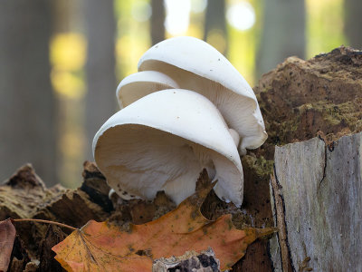 Oyster Mushroom