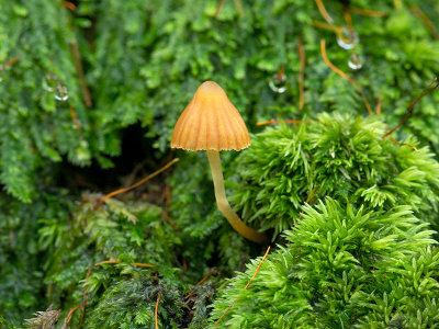 Moss Bell Mushroom