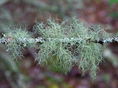 Boreal Beard Lichen