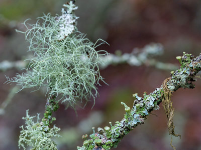 Mealy Pixie Cup Lichen (foreground) Boreal Beard Lichen (background)