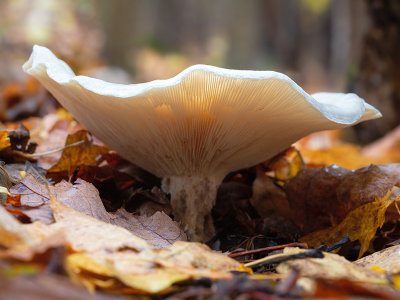 Sweetbread Mushroom