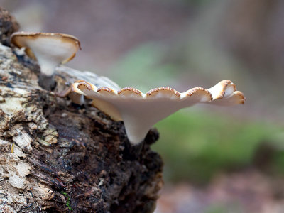 Bay Polypore Mushroom