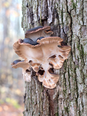 Artist's Conk Mushroom