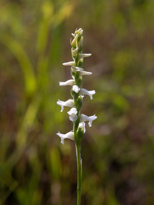 Appalachian Ladies Tresses Orchid