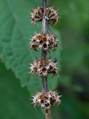Hyssop Hedge-Nettle Seeds