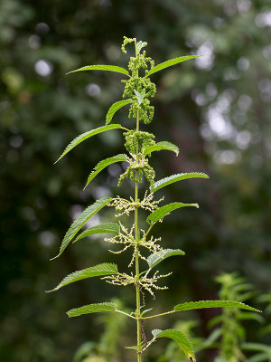 Tall Nettle