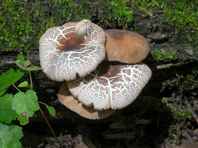 Eastern American Platterful Mushroom