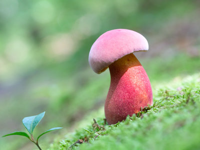 Two-colored Bolete Mushroom